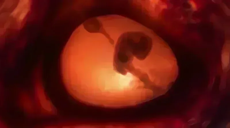 Fetal heartbeat check in early pregnancy